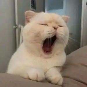 求这个打哈欠猫咪头像的另一张,谢谢了 求这个打哈欠猫咪头像的另一张,谢谢了