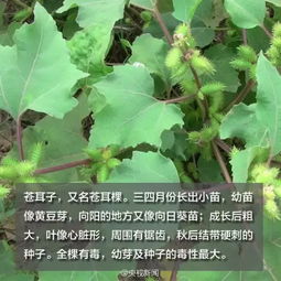  吃完野菜去踏青,第二天脸肿成猪头