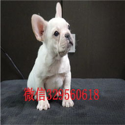  亳州哪里有卖买法斗幼犬法斗价格法斗图片红色法国斗牛犬小体法斗