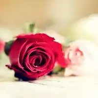  有毒的红玫瑰头像微信头像图片大全