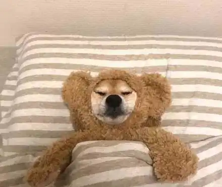 泰迪熊情侣头像暖和