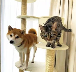  养了只舔狗柴和高冷猫后,发现这俩就是传说中的没头脑和不高兴