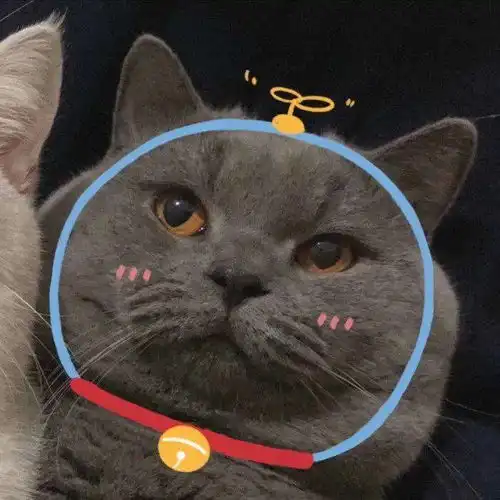 超甜情侣头像一半一张猫