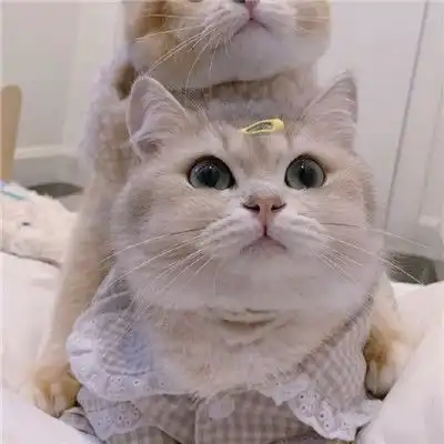  2021最新版猫咪情侣头像一对两张可爱一生太长了总要有个人作伴