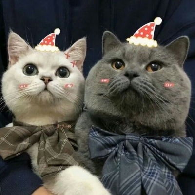  池乔爬爬可爱橘色猫猫情头自加情侣头像我要个性网