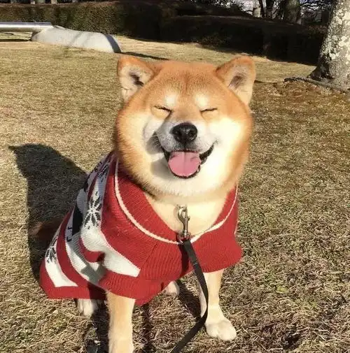  治愈日本柴犬berry火遍外网因其笑容治愈温暖