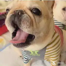 斗牛犬情侣头像勒布朗