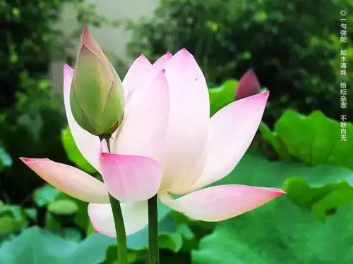  我的学佛之路二风水或算命对三种人不准