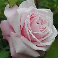  好看的玫瑰花头像图片微信头像图片大全