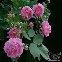  微信蔷薇花头像高清蔷薇花花朵图片大全