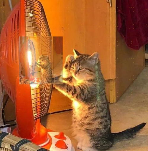 最近火的猫咪情侣头像天