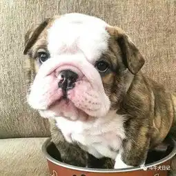 斗牛犬情侣头像着迷