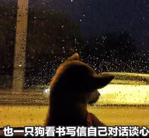  小心一大波狗粮正在赶来