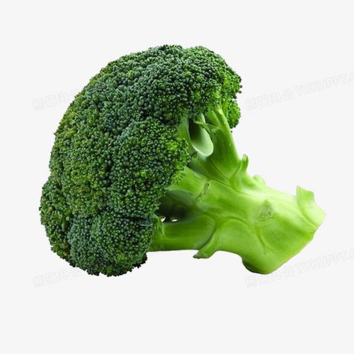  西蓝花png图片素材免费下载西蓝花png29532953像素熊猫办公