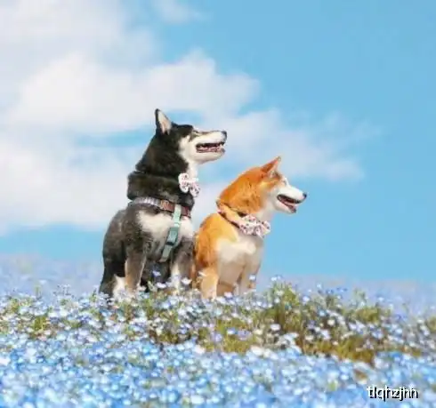  柴犬兄妹超可爱春日写真,每张照片都有故事,网友情侣头像get