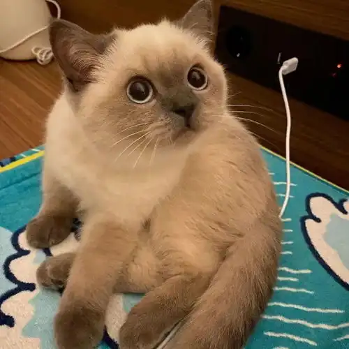 可爱情侣头像动物爱你