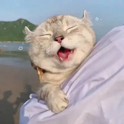  头像君可爱的猫咪情侣头像