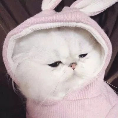  猫咪情侣头像调皮版