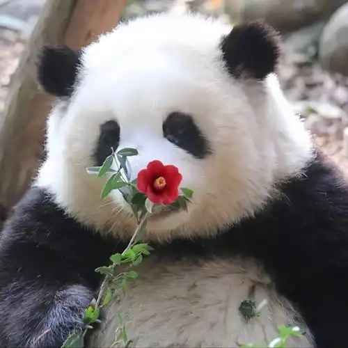  大熊猫萌兰8岁生日快乐和花和叶生日快乐