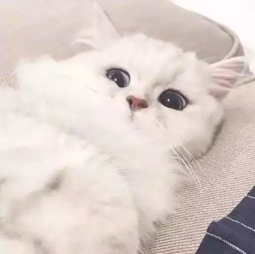 小头像壁纸,这些图可能会霸占你的手机屏幕很长时间 小头像壁纸,这些图可能会霸占你的手机屏幕很长时间