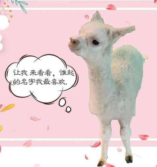  有奖征名萌宠动物园神兽羊驼生宝宝啦