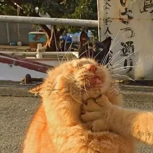 最近火的猫咪情侣头像情