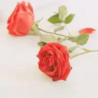 微信头像中年妇女花