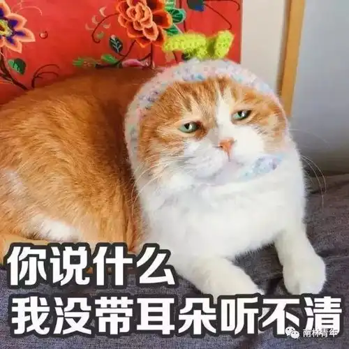 头像猫咪图片情侣头像红