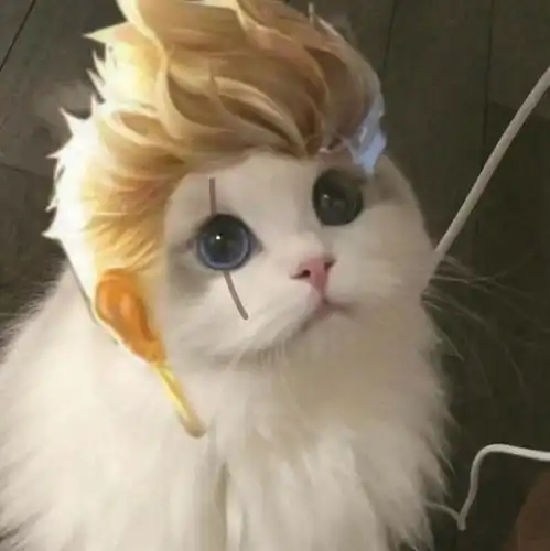  王者荣耀接头小猫咪头像03