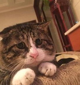 流浪猫被收养后火到国外只因玩逗猫棒时的表情太沙雕