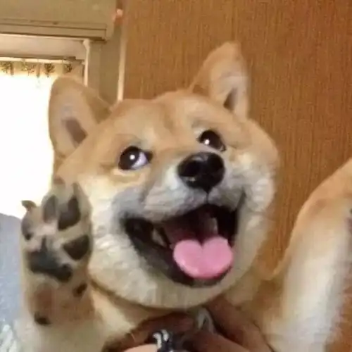 动物头像宇宙很大,生活更大也许以后还有缘相见 动物头像宇宙很大,生活更大也许以后还有缘相见