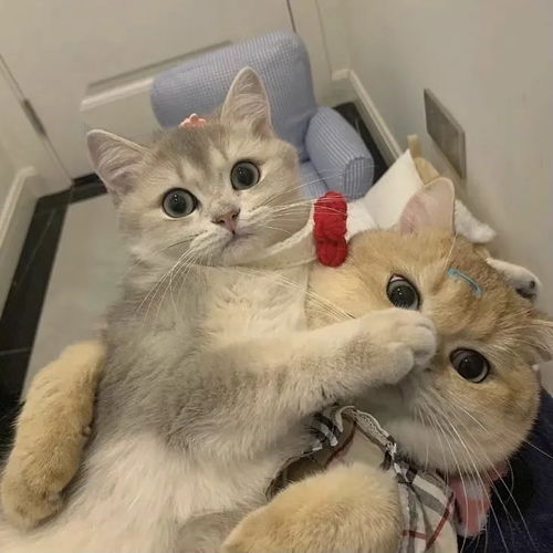  萌宠猫咪狗勾情头