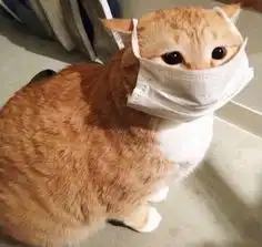  嘿瞧一瞧看一看,这些沙雕的情侣头像