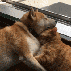  橘猫和柴柴,这对磨人的小妖精......