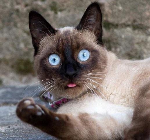个性头像情侣高清橘猫