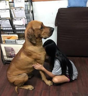  女饲主紧贴狗狗胸膛求安慰,下秒狗狗超无奈的表情亮了