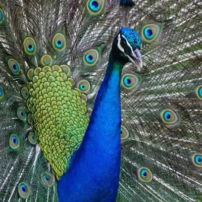  孔雀微信头像美丽迷人的孔雀图片