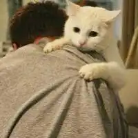 头像猫咪图片情侣头像qq