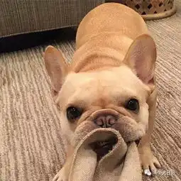  这些萌宠图片绝对是牛圈的一股清流,斗牛犬都是靠颜值吃饭