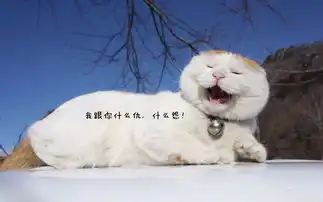  男孩哭着说你根本不爱我,你和我在一起只是为了撸我的猫