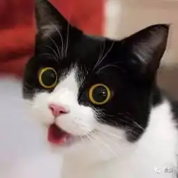 黑猫警长情侣头像一对鼠