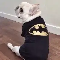  狗狗穿人衣服的头像微信头像图片大全