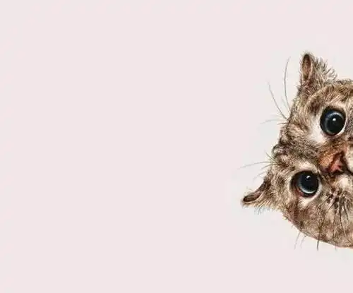  舔蛋哲学家猫大人教给我们的20件事