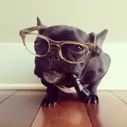 斗牛犬情侣头像刘禅