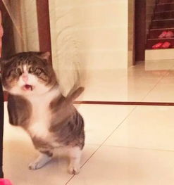  趣闻小确丧猫火了猫生绝望的日常会是你下一个头像吗