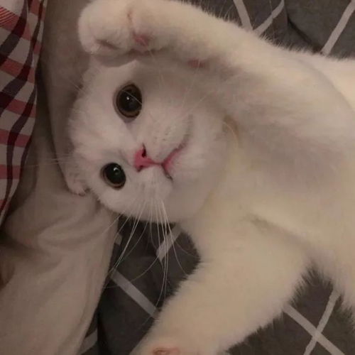  萌宠来一组