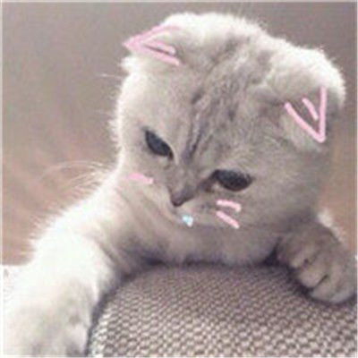  最火动物搞怪情侣头像一左一右狗狗和猫咪
