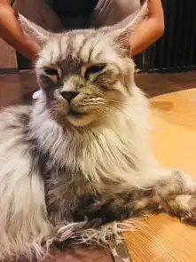  日本大阪静冈县小情侣深度游纪念我俩的第一次出国游超爱美丽的伊豆热爱动物园的朋友跟紧我