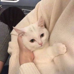  扑克一张的微博微博