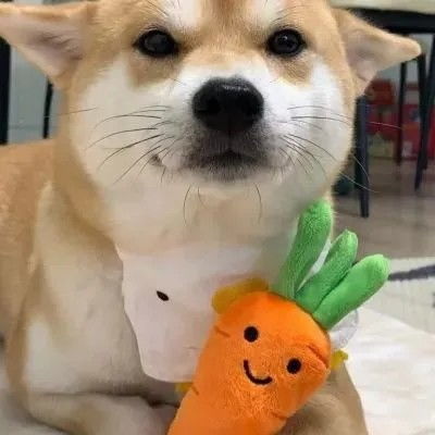  修勾修猫咪头像可可爱爱,没有脑袋